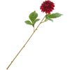 Dahlia &laquo; George Spray &raquo; Bordeaux