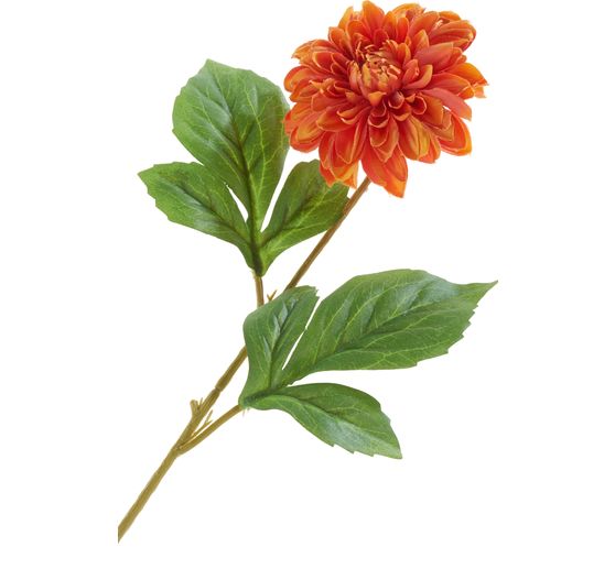 Dahlia &laquo; George Spray &raquo;