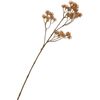 Tige &agrave; inflorescence &laquo; Liliana &raquo; Brun
