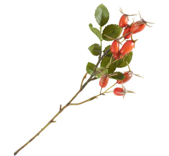 Branche d'&eacute;glantier