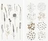 Washi stickers "In the Meadow"