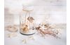Coquillages « Cyprea moneta »