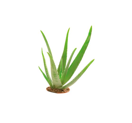 Savon glycérine écologique « Aloe Vera », Transparent