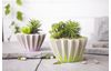 Moules « Adonis », set de 2