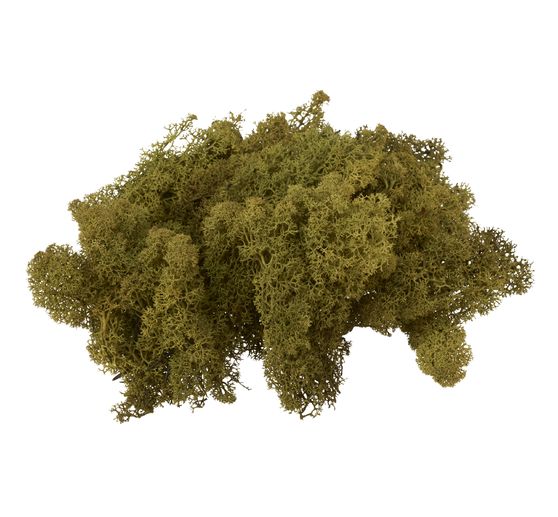 VBS Iceland moss, 100 g