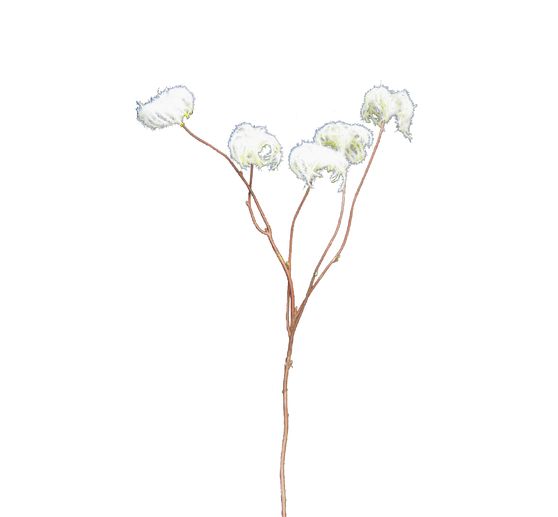 Branche de pissenlit, env. L 60 cm, vert-blanc