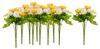 VBS Ranunculus, artificial, White/Yellow, approx. 28 cm, 10 pieces