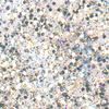 Glitter Flaky Glue Argent arc-en-ciel