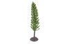 Miniature conifer