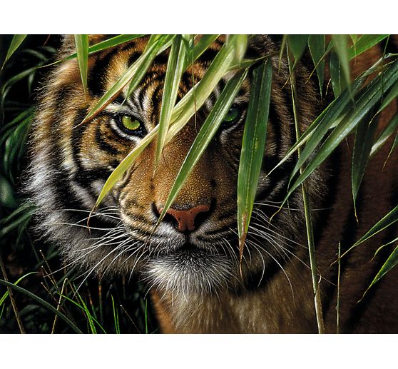 Peinture au numéro « Tigre », 30 x 40 cm